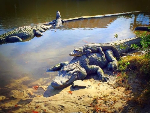 alligator adventure