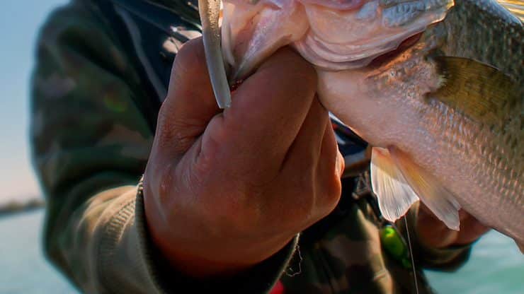 elliot watersports img