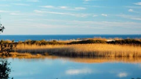 huntington beach state park