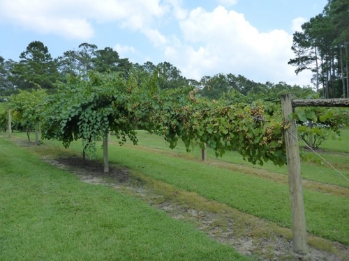 la belle amie vineyard